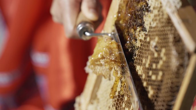 蜜蜂采蜜、蜂农养殖、割蜜、蜂蜜、蜜蜂