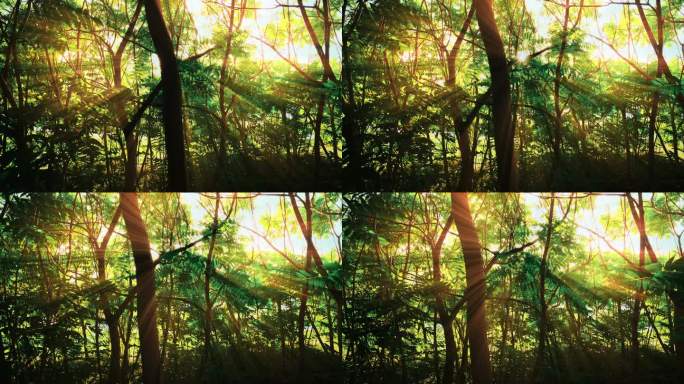 阳光穿过树林空镜