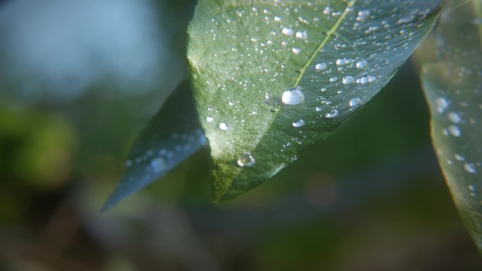 高清3D水滴滑落叶子激起水花动画