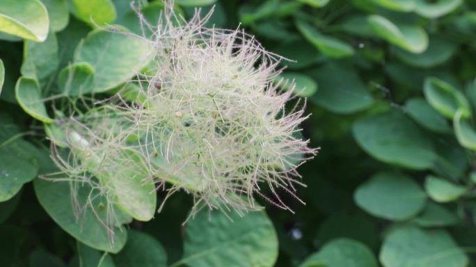 夏季植物特写 黄栌特写