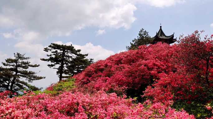 龟峰山杜鹃花海航拍