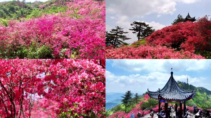 龟峰山杜鹃花海航拍