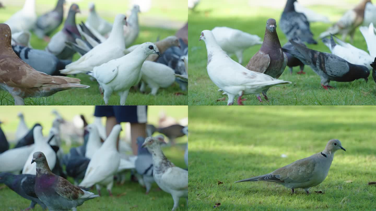 鸽子特写实拍素材