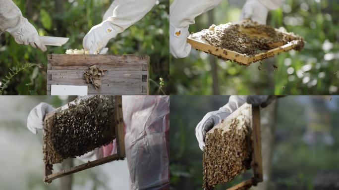 采蜂蜜 养蜂人 蜂蜜 蜜蜂