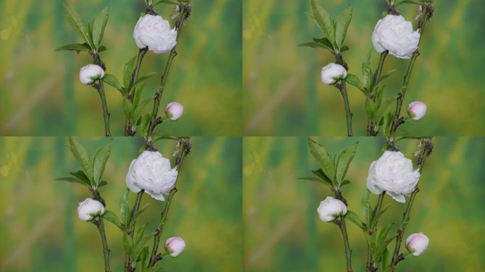 白色桃花开花延时摄影