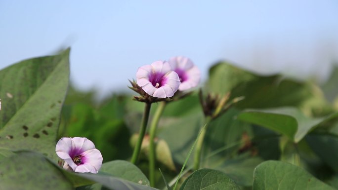 田地 紫薯地 紫薯花