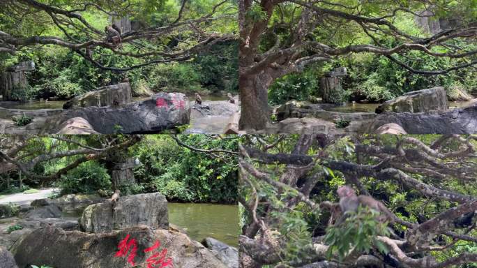 猴子戏水 猴群 猴子追逐打闹 猴岛风景