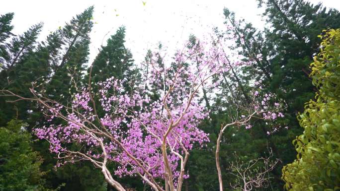 深圳杜鹃花