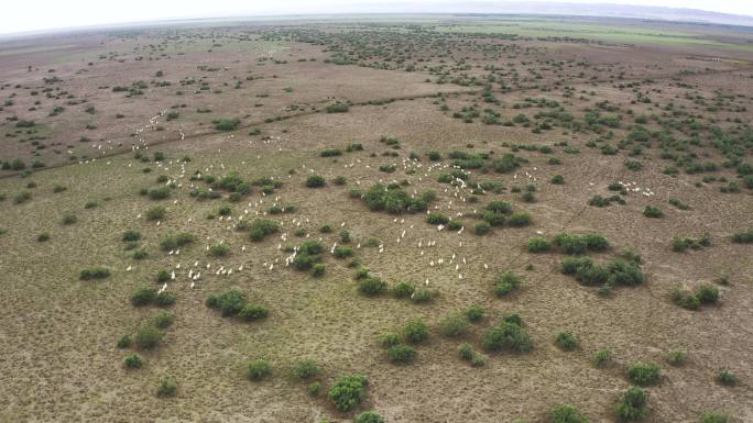 航拍甘肃沙漠梭梭树蚂蚁森林戈壁滩的牛羊