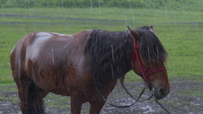 大雨中的骏马