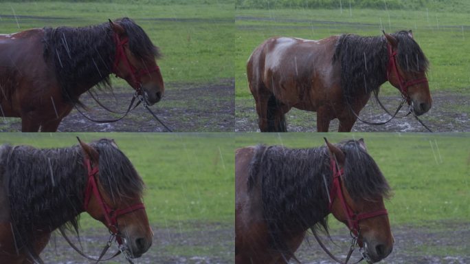 大雨中的骏马