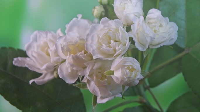 木香花开花延时摄影