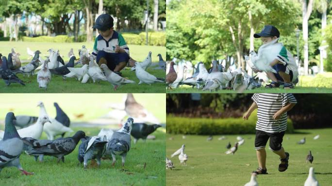 儿童再公园喂养鸽子