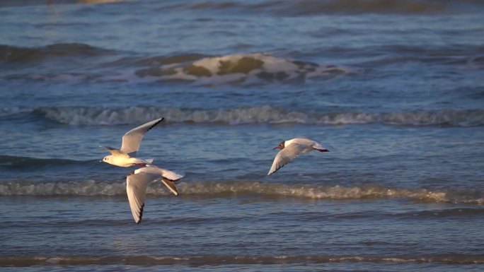 海鸥沙滩升格慢动作飞行