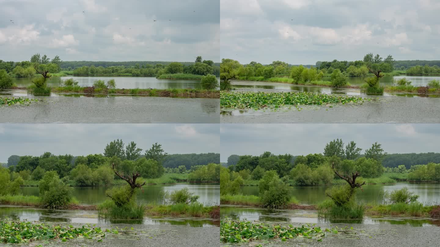 湿地河流辽河七星湿地树荷花