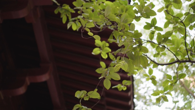 寺庙古寺古代建筑屋檐背景下的银杏树