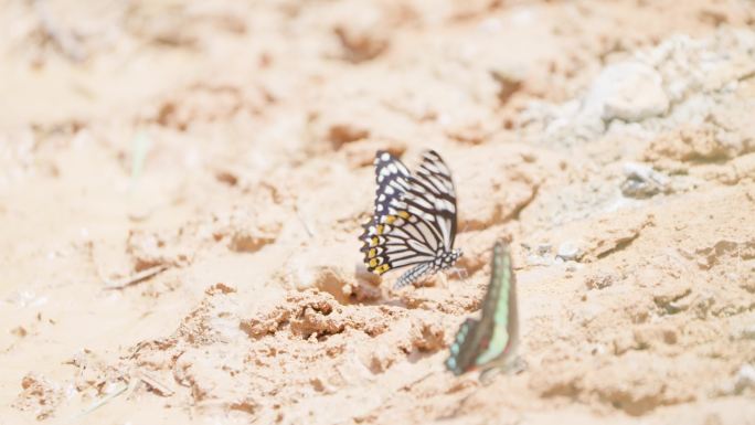 夏天炎热泥土上的两只蝴蝶