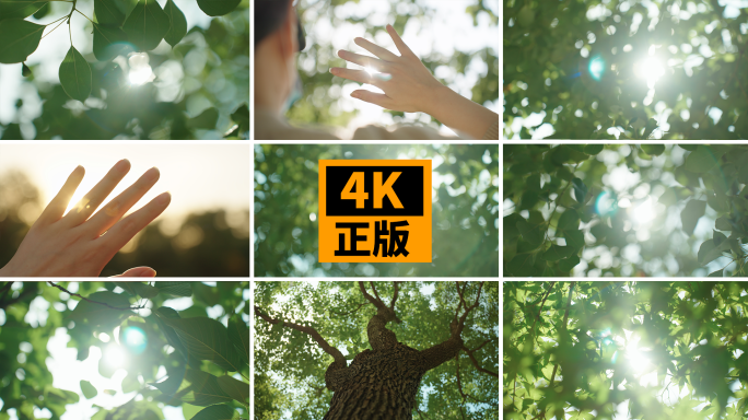【夏天】阳光树叶意境光斑空镜