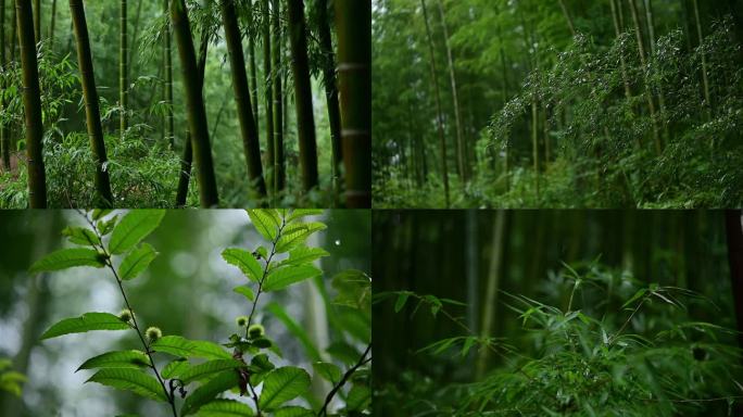 雨天的竹林 植物