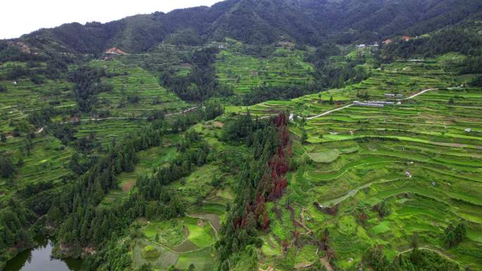 高山梯田大山大自然水稻种植