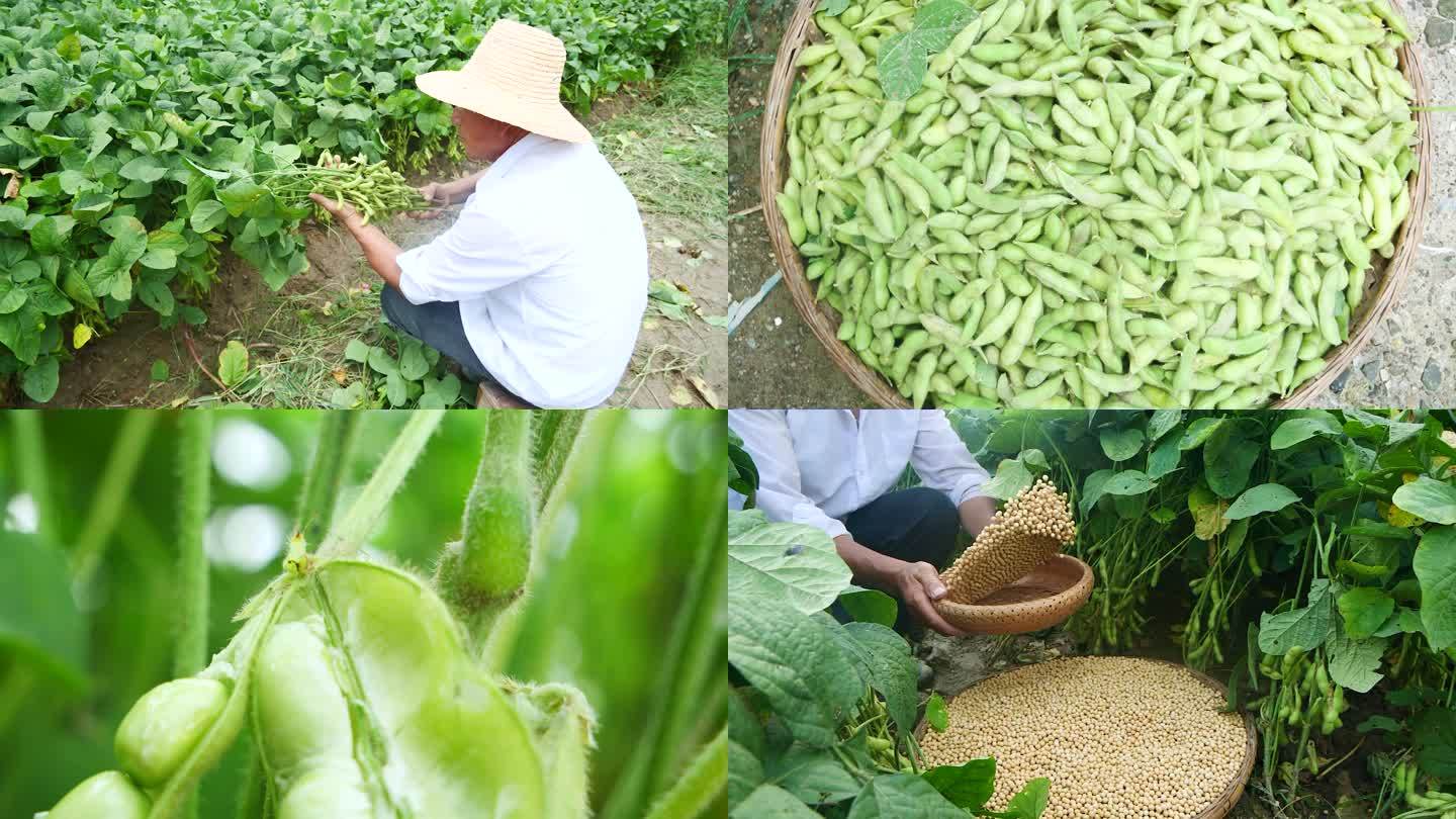 毛豆采摘