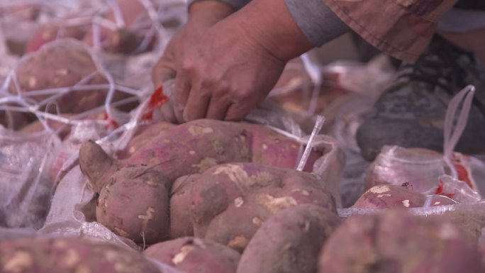 市场卖紫薯红薯白薯地瓜 打包装袋