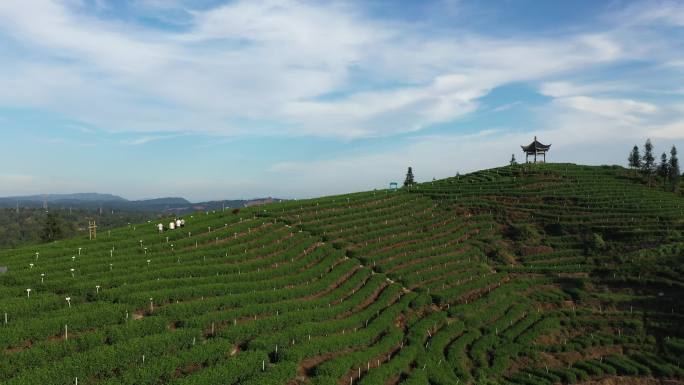 梅岭茶山特早茶城纳溪茶绿茶基地种植