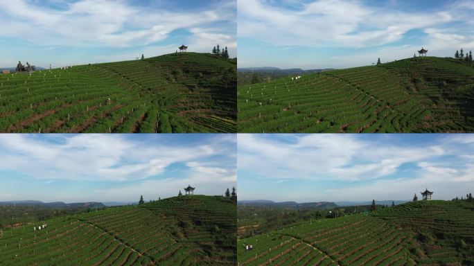 梅岭茶山特早茶城纳溪茶绿茶基地种植