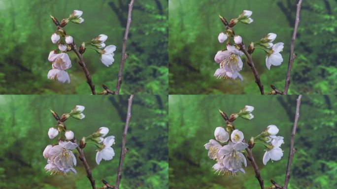 樱桃花开花延时摄影