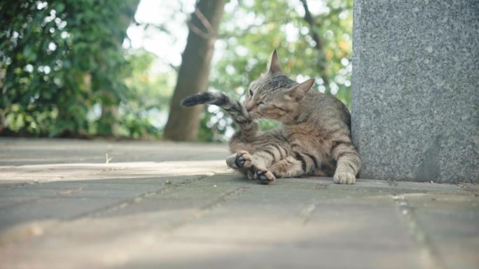 农村野外狸花猫舔毛