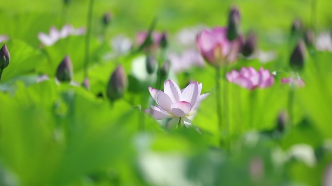 夏日 荷花  江南水乡 廉洁  常德