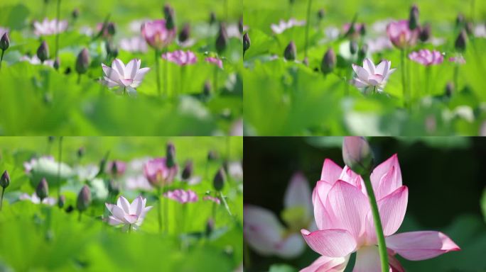 夏日 荷花  江南水乡 廉洁  常德