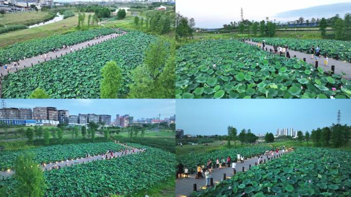 航拍傍晚时期的北湖湿地公园荷花池