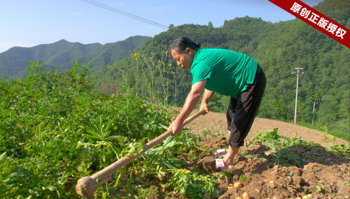 农村农民挖土豆挖洋芋马铃薯土豆土豆收割