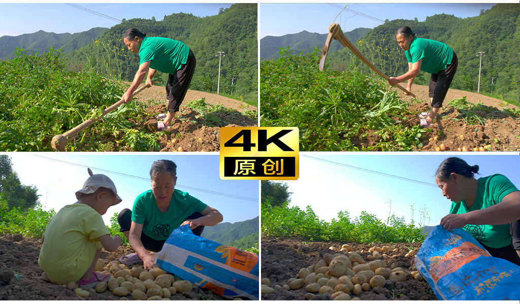 农村农民挖土豆挖洋芋马铃薯土豆土豆收割