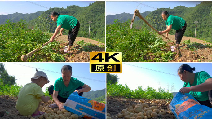 农村农民挖土豆挖洋芋马铃薯土豆土豆收割