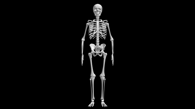 骷髅人体骨骼AE模板