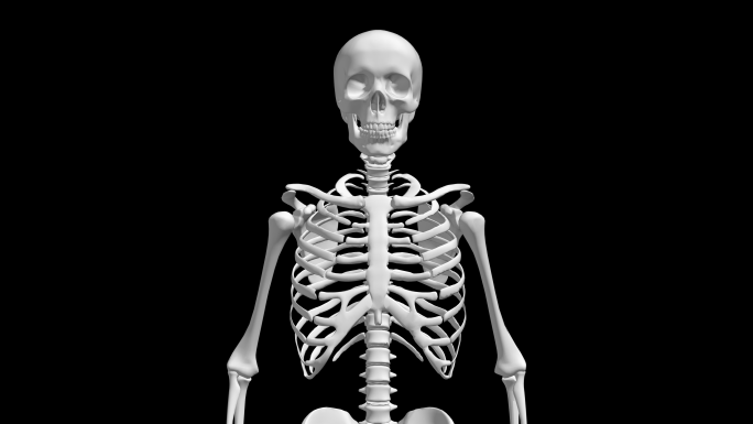 骷髅人体骨骼AE模板