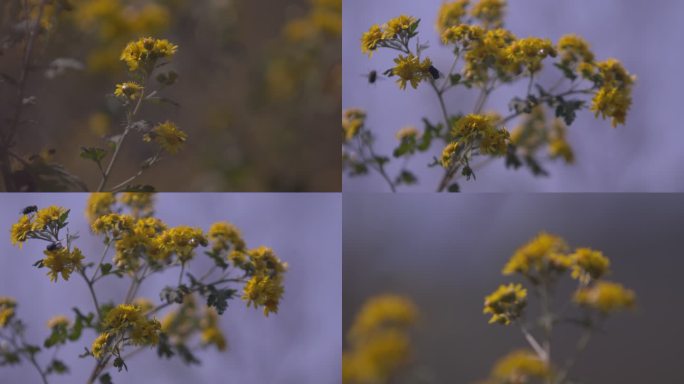 野花 黄花