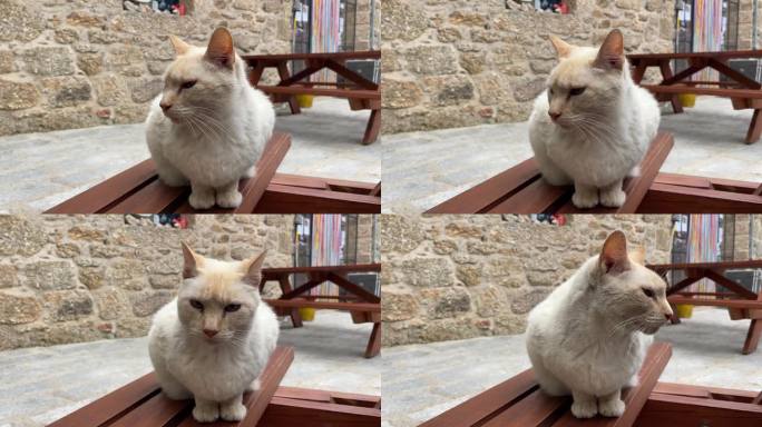 欧洲传统石房子前的猫咪