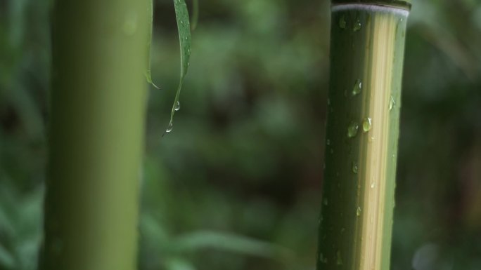 竹林 雨中青竹 竹子 竹叶 修竹 竹竹竿