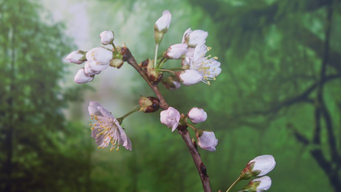 樱桃花开花延时摄影