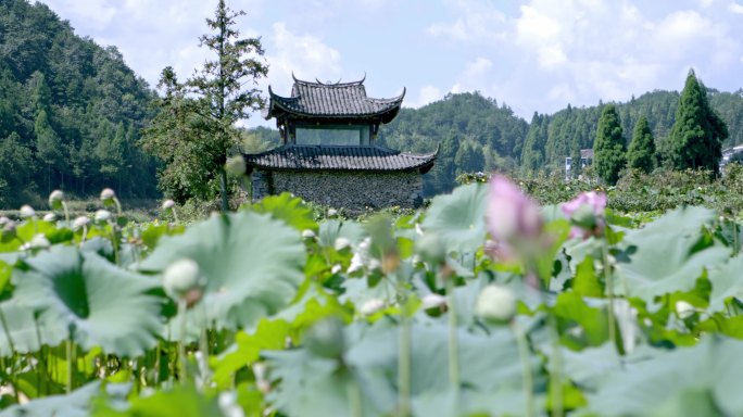 唯美荷花盛开 乡村振兴4K