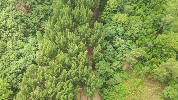 山风吹过森林