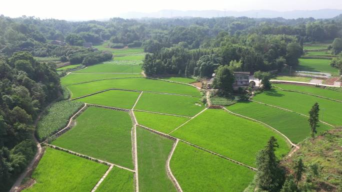 水稻基地 高标准农田稻田航拍视频素材秧苗