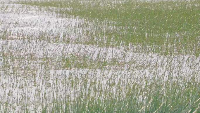 上海横沙岛江边沼泽地随风摇摆