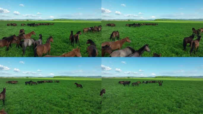 奔跑的马群