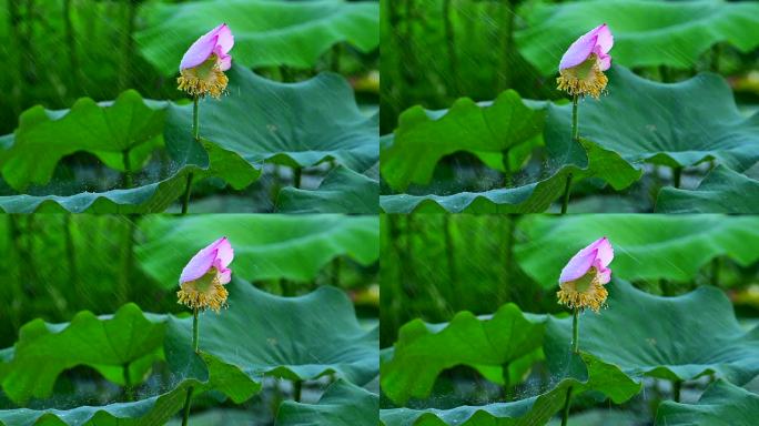 雨中荷花