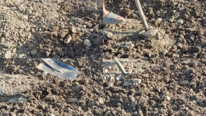 挖掘泥土农民劳动铁锨铲土种地松土疏松土壤