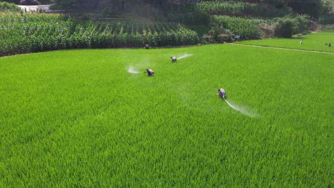 喷洒农药水稻基地高标准农田 航拍视频素材